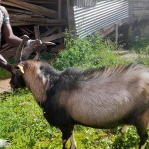 🐐 HBI 030: Kenyan Alpine Buck (Tag No. J)