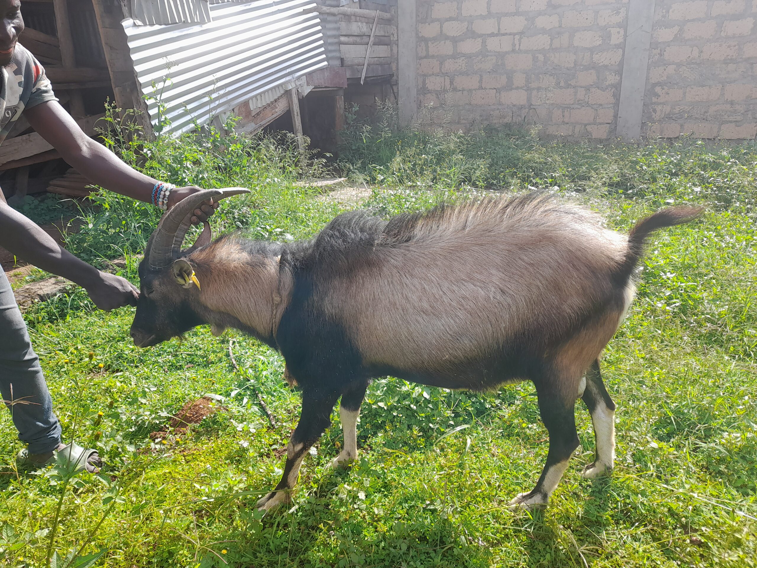 🐐 HBI 030: Kenyan Alpine Buck (Tag No. J)