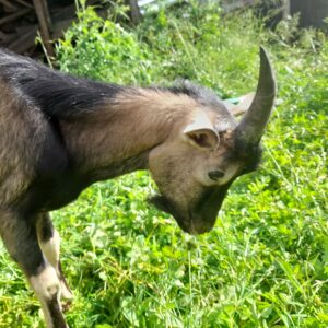 🐐 HBI 044: Kenyan Alpine Buck (Tag ID-D2)