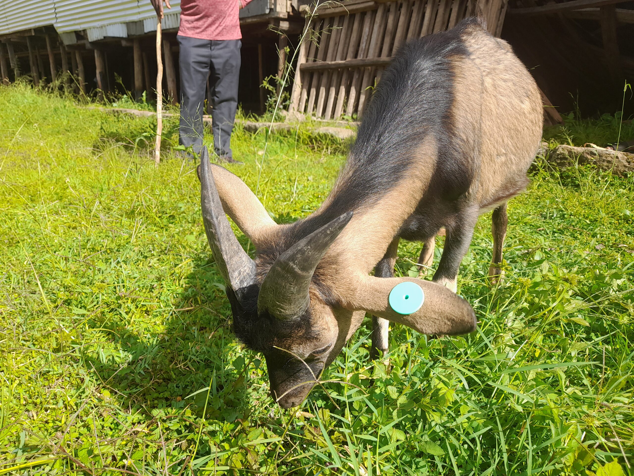 🐐 HBI 044: Kenyan Alpine Buck (Tag ID-D2)