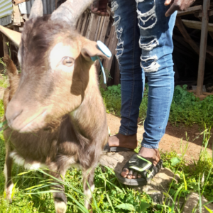 🐐 HBI 033: Kenyan Alpine Buck (Tag ID: J1)