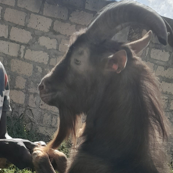 🐐 HBI 031: Kenyan Toggenburg X Apline Buck (Tag No. B1)