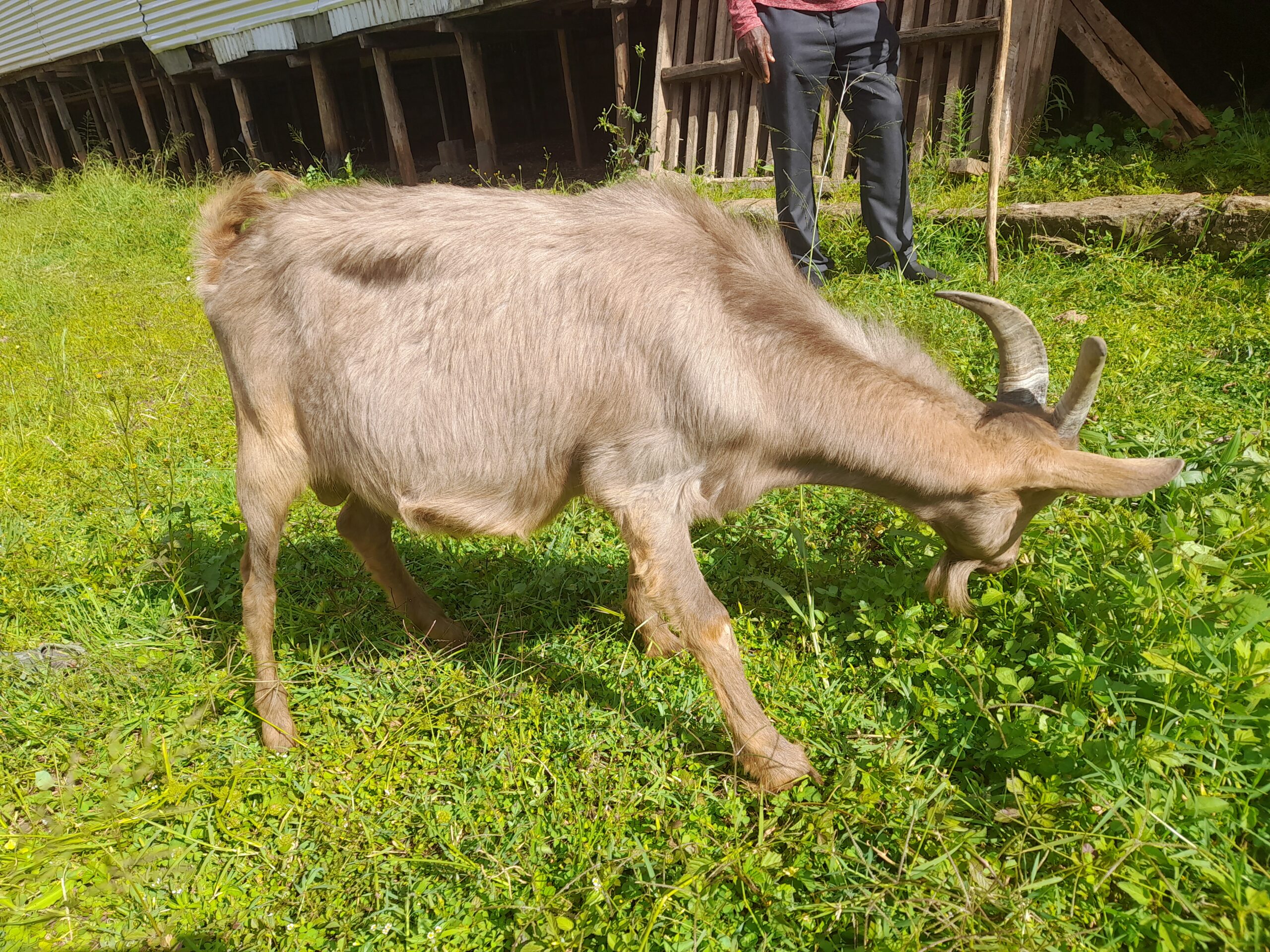 🐐 HBI 034: Kenyan Alpine Buck (Tag ID: J2)