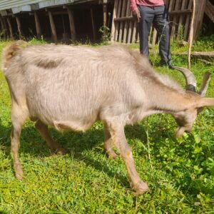 🐐 HBI 034: Kenyan Alpine Buck (Tag ID: J2)
